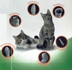 Punca Kehadiran Parasit Cacing Dalam Badan Sicomel Zul Azizi Boarding Pets