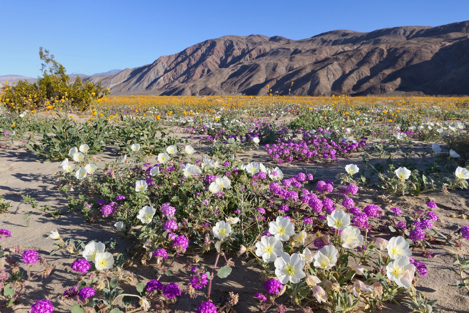 California's Wildflower Super Bloom Earth Blog