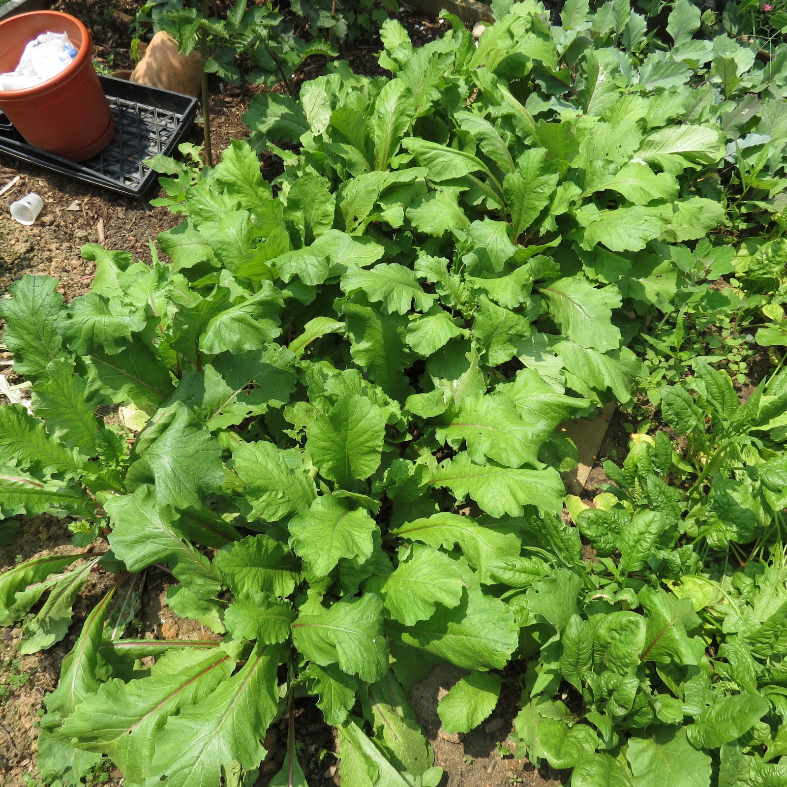 The Rusted Vegetable Garden
