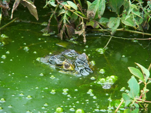 Crocodilo com apenas os olhos de fora da água em um pântano