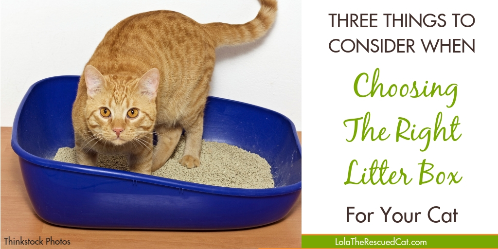 Three Things to Consider When Choosing a Litterbox Lola The Rescued Cat