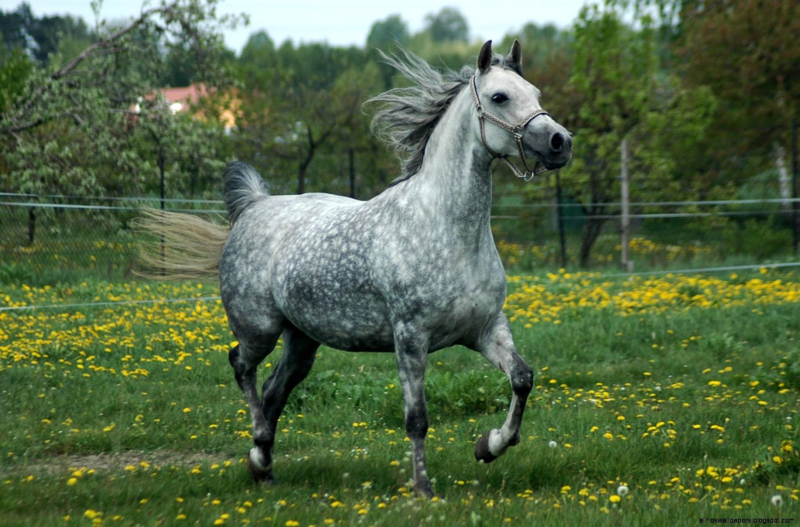 Arabian Horse Stallions At Stud Wallpaper | All HD Wallpapers