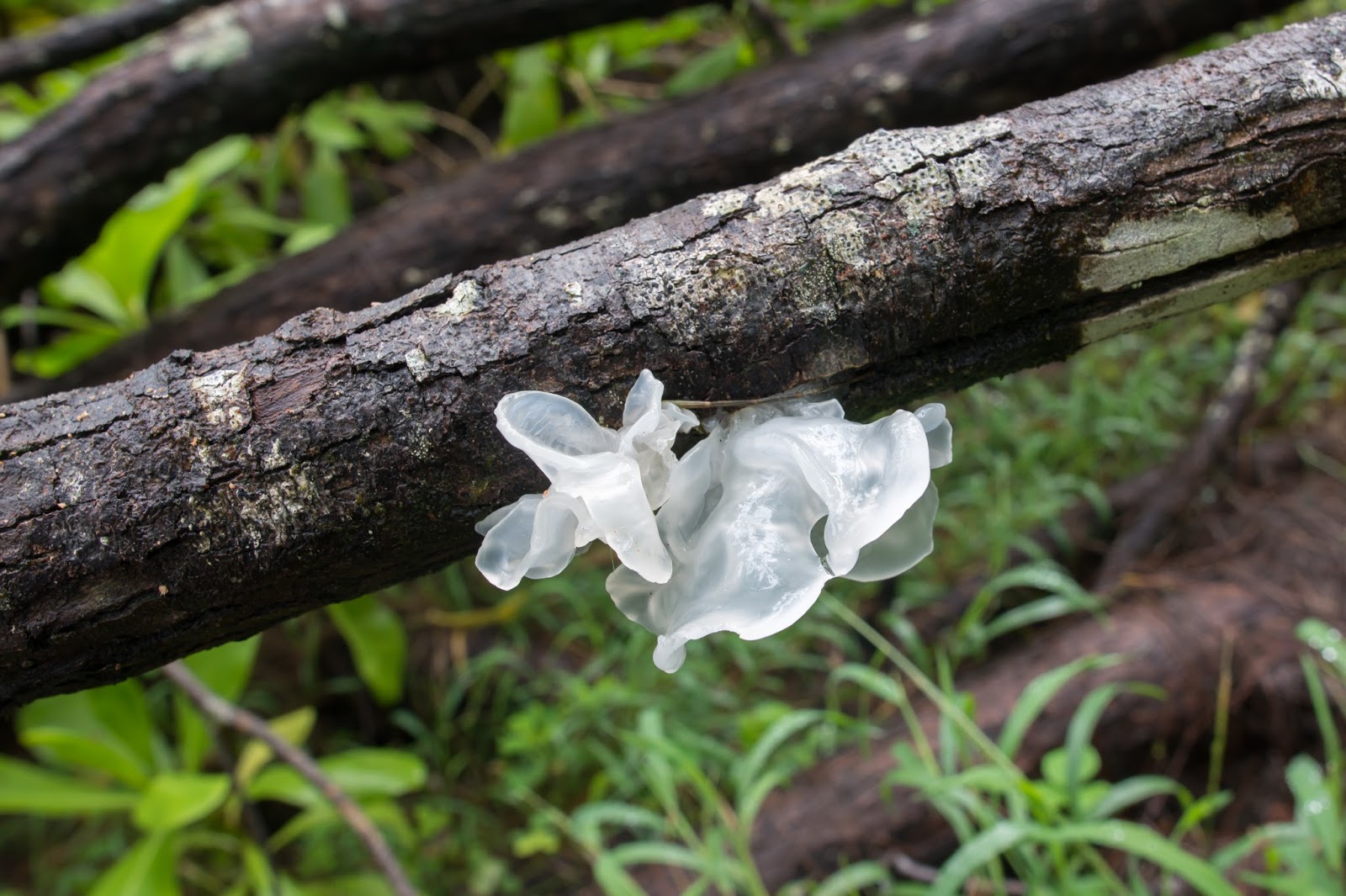 The 3 Foragers Foraging for Wild, Natural, Organic Food Wild