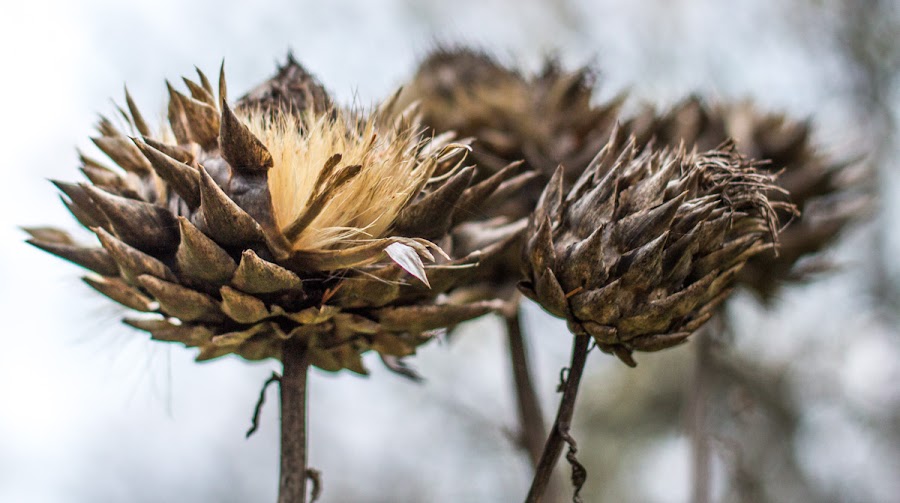 wcs: Artichokes