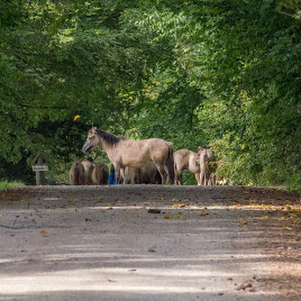 Rowerowa wycieczka przez Roztoczański Park Narodowy