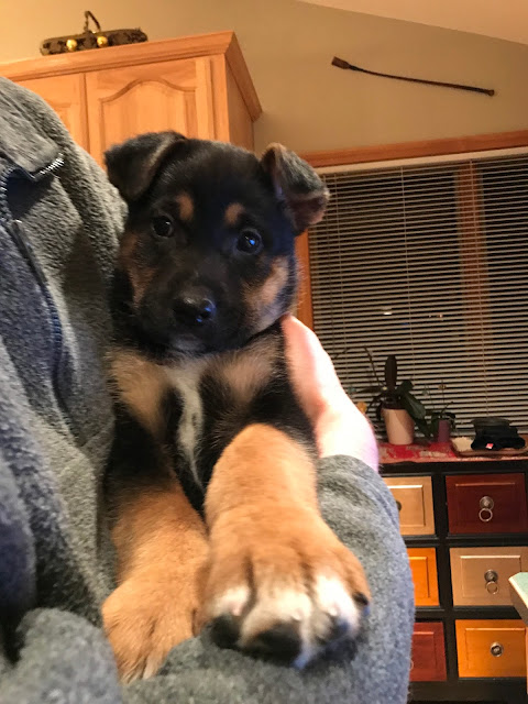 puppy with big paws