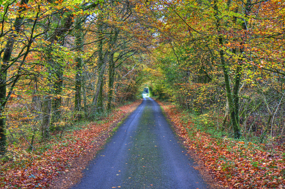 Great Autumn Colours - Ashcombe Cottages