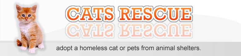 cat-rescue.jpg