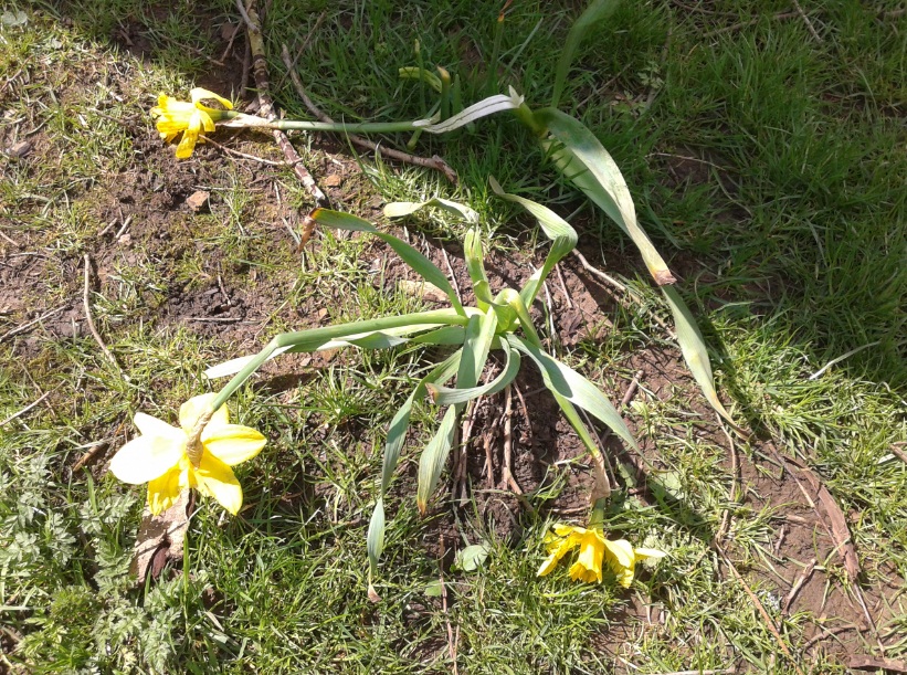 Air NicetoLivelands The crushed daffodils