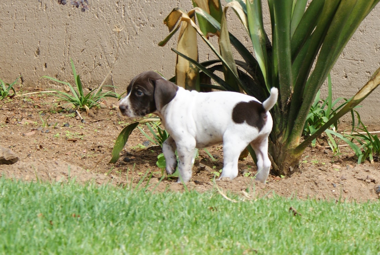 Matotoland Kennel New Generation GSP's. HPR Breed & Hunting Dogs