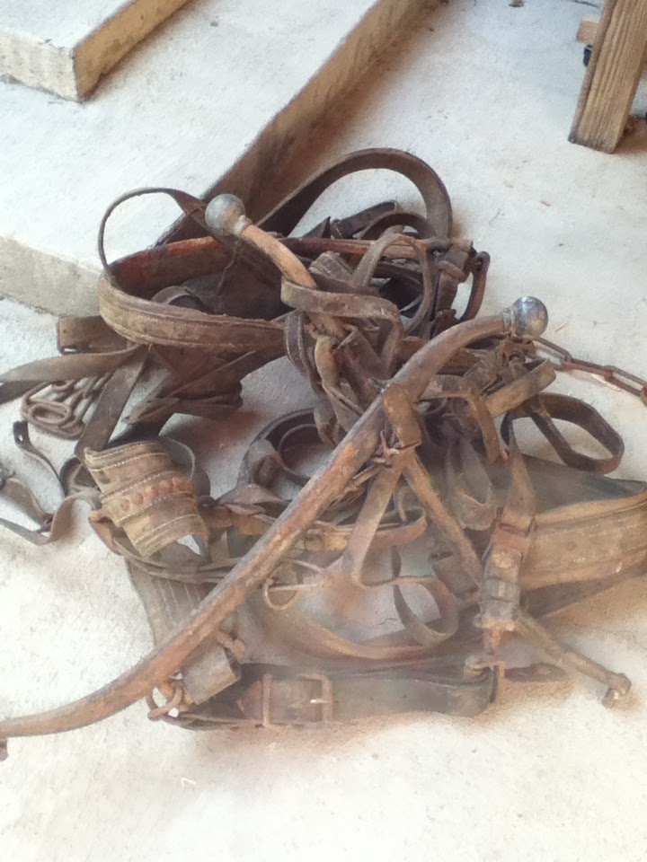 Juniper Berry Vintage Work Horse Harnesses and Collars Idea?
