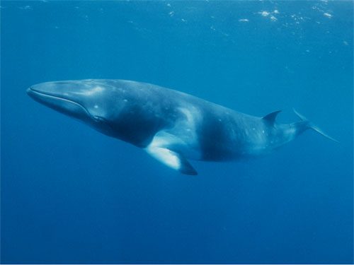 Fin+whale5.jpg