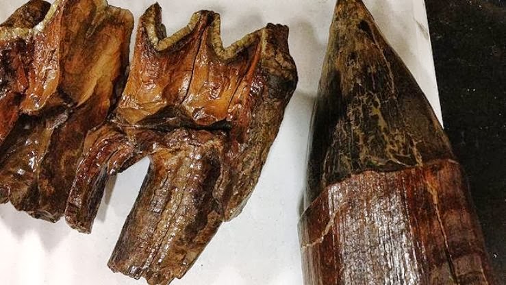 Mastodon tooth found in donation box
