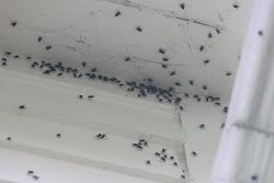 casa como moscas eliminar flies chicken coop caseras recetas around imagen cuarto fliegen muchos inside