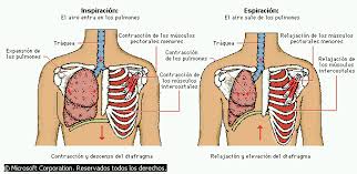Proceso de ventilacion pulmonar