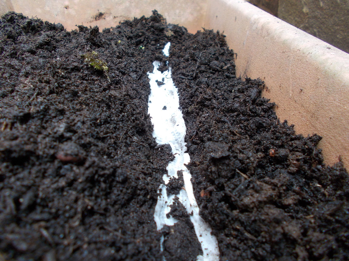 The Green Fingered Blog Growing Your Own in April Update from The 80