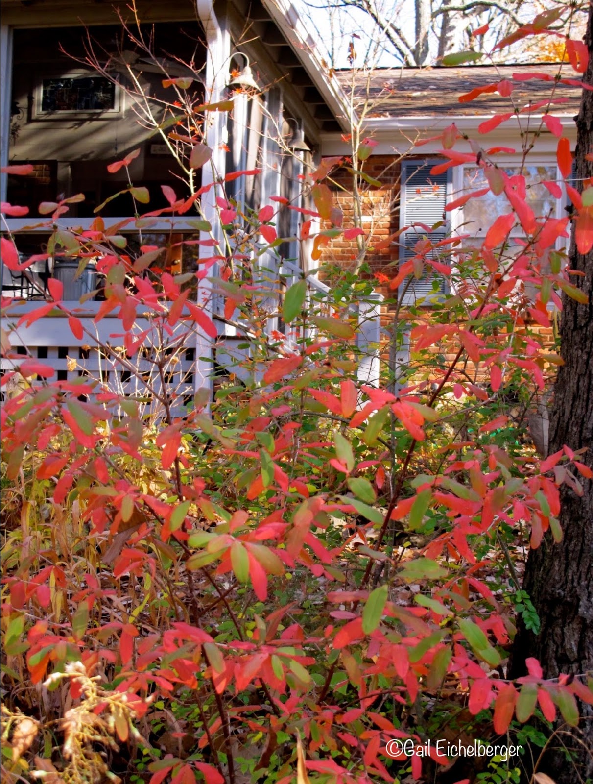 Dsc 0001 Jpg 1600 1071 Katsura Tree Garden Plots Garden Shrubs
