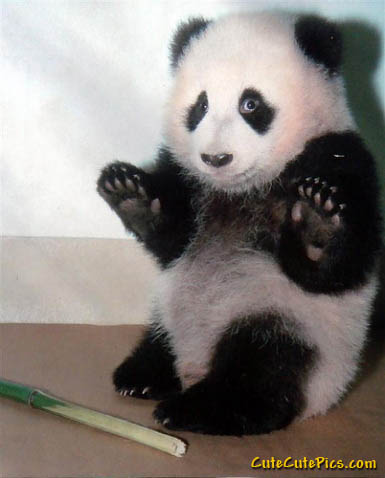 Cute Panda - All About Animals