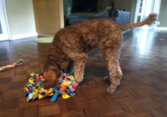 Chronicles of a Dog Trainer: Mental Stimulation & Enrichment: What is it  anyway & why?!