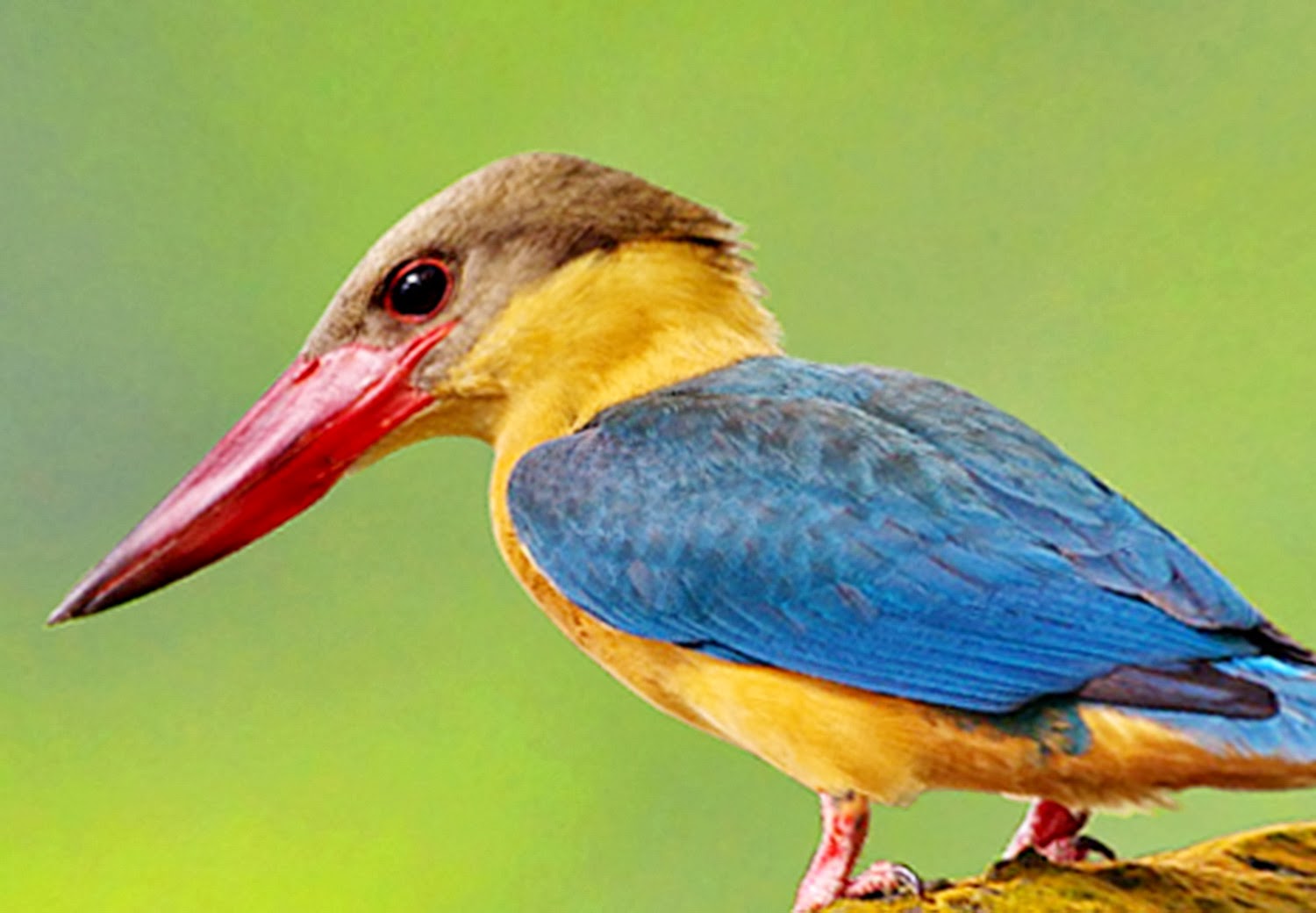 10 Jenis  Burung  Paling Cantik dari Seluruh Penjuru Dunia 