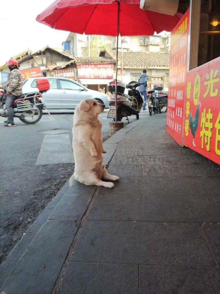 치킨이 먹고싶은 댕댕이