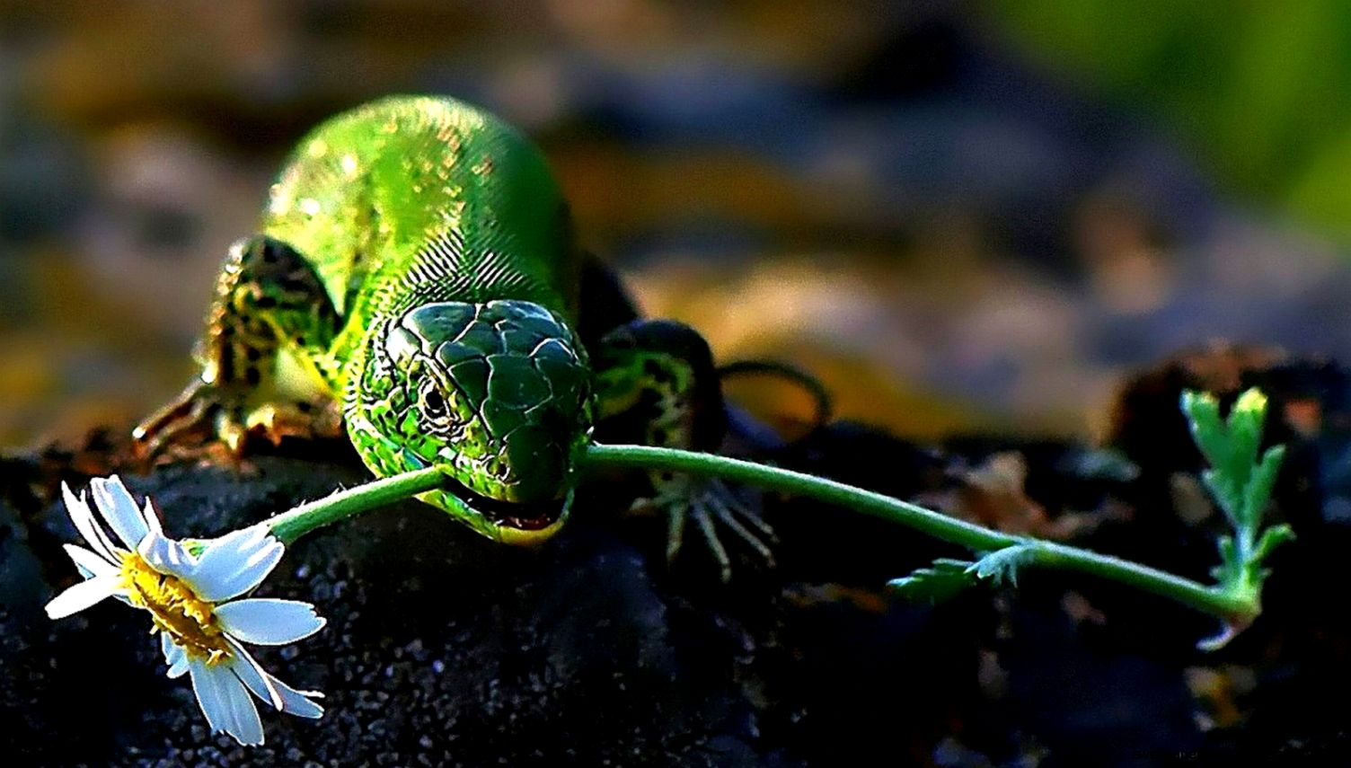 Lizard Flower In Mouth HD
