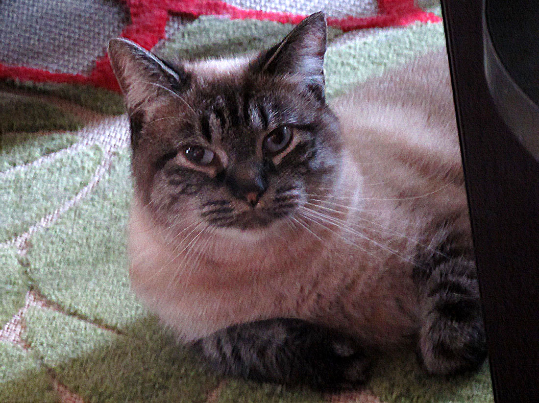 The Best Little Cat House In South Dakota Moving with Mitchell