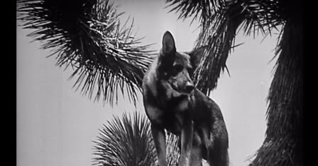 Ann Harding's Treasures The Clash of the Wolves 1925