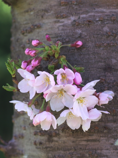 小さな写真から 胴吹き桜 Dobuki Sakura