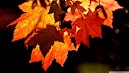 Autumn Leaves Wallpaper Hd