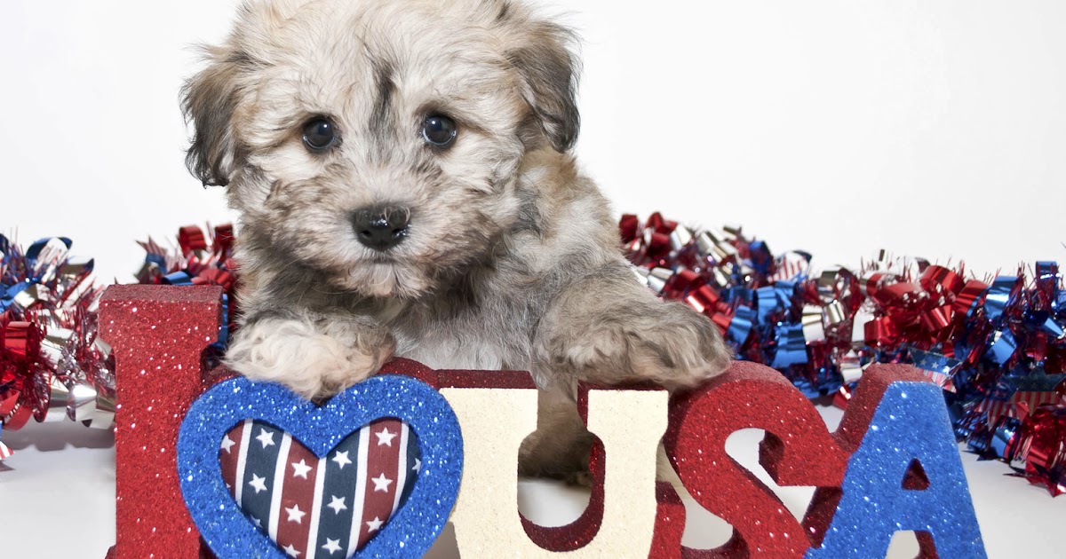Berkeley Heights Animal Hospital 4th of July Safety Tips For Your Pets
