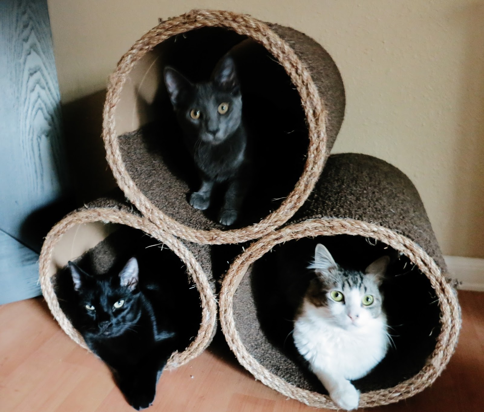 Life with Direction: DIY Cat Condo