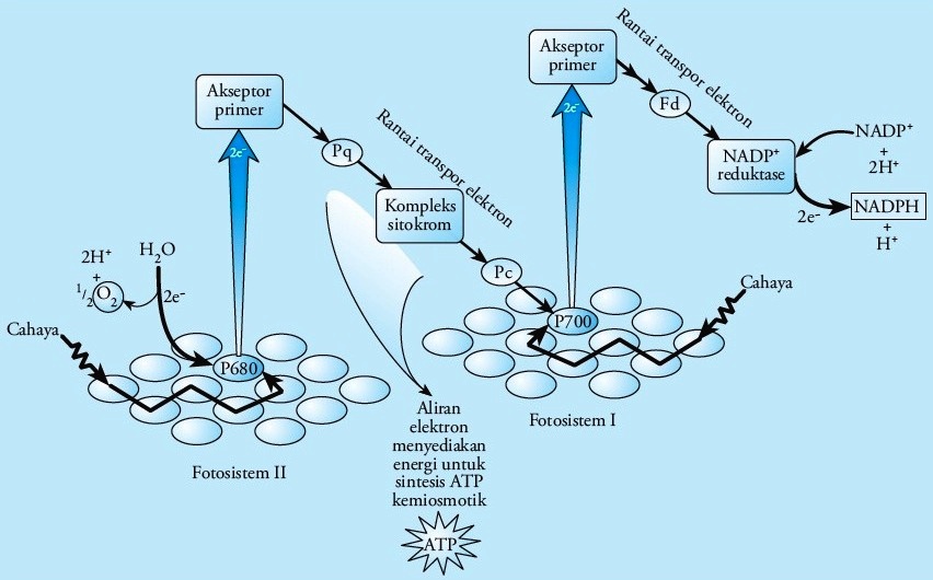 Proses Fotosintesis pada Tumbuhan - Reaksi Terang dan Gelap