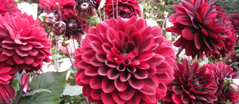 dalia roja