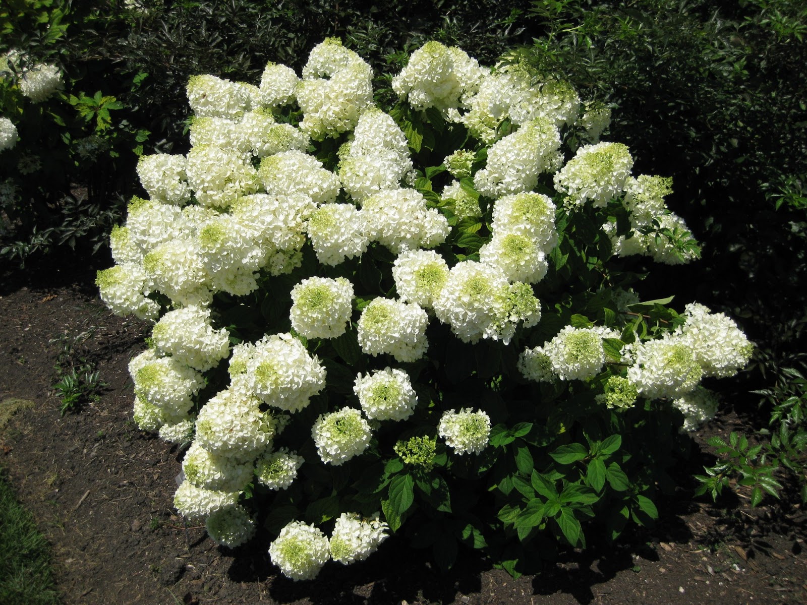 Des Hydrangees Vigoureux