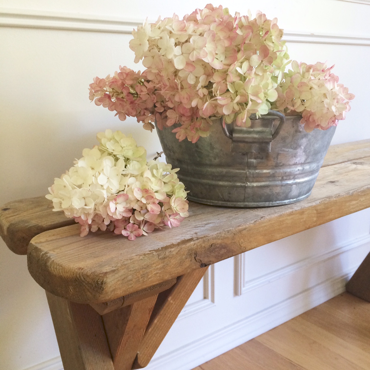 Limelight Hydrangeas In Bloom