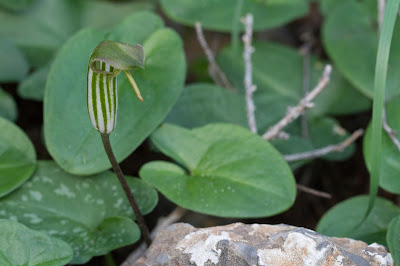 Arisarum vulgare.