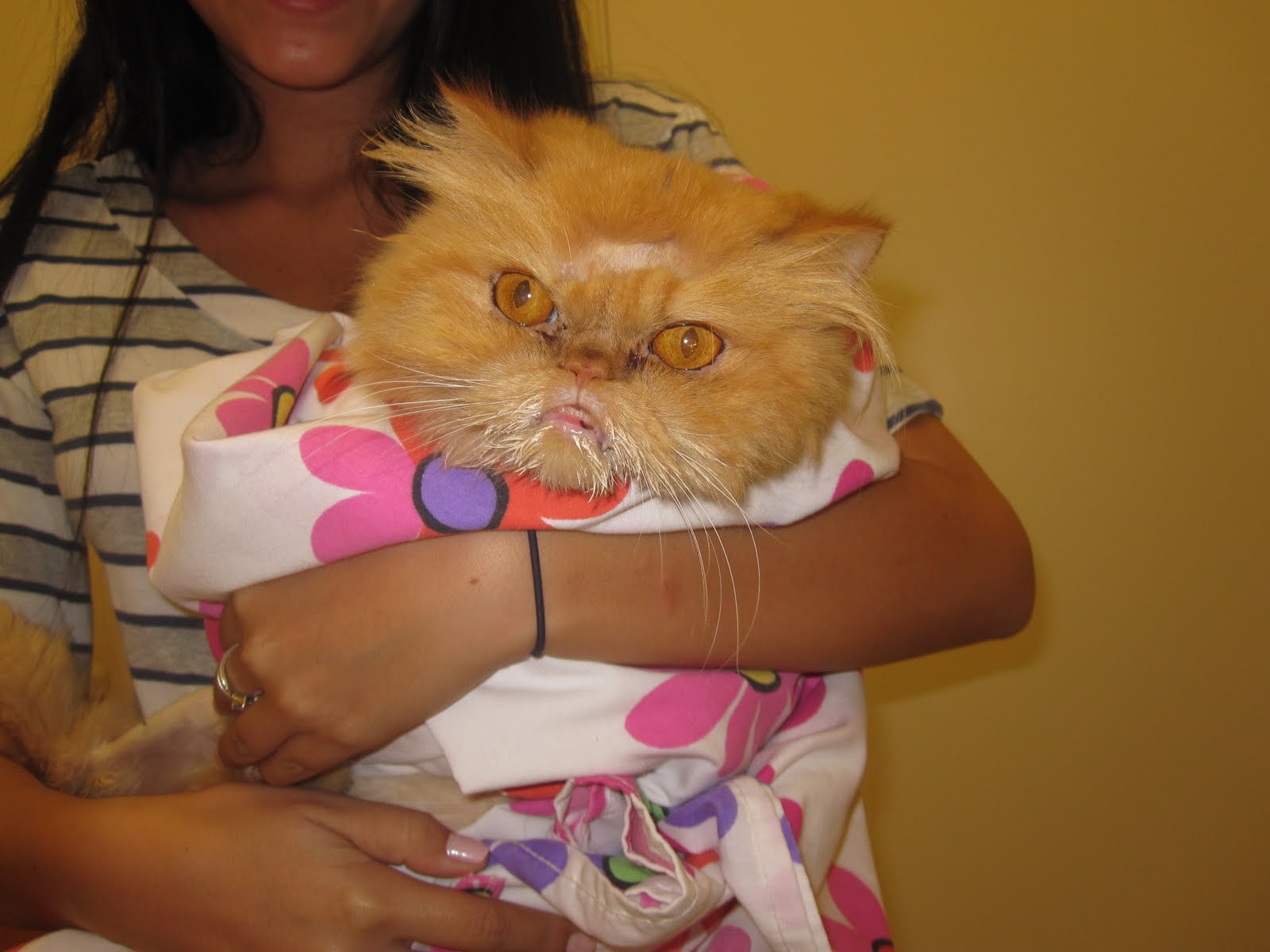 Victoria Park Animal Hospital Meet Papito!