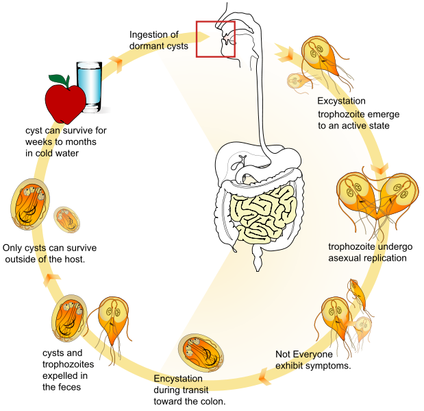 giardia infection)