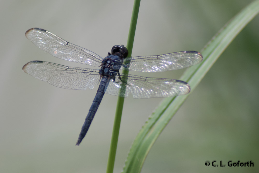 Observations from a simple life The symbolism of dragonflies
