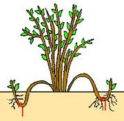 Tren Untuk Contoh Tanaman Hias Perundukan Bunga Hias