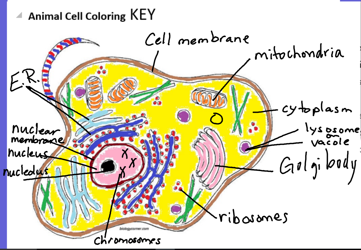 Cell color. Animal cell coloring русский. Растительная клетка раскраска. Клетка раскраска по биологии. Растительная клетка.