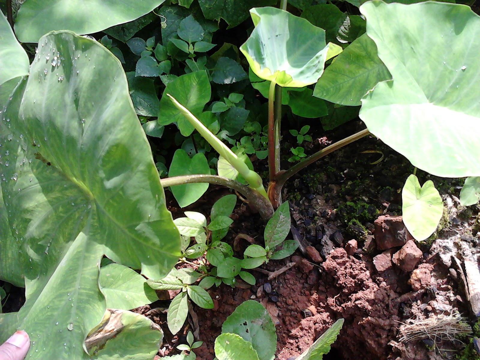 Garden Care Simplified Taro Leaves Alu che paan Arbi Ka