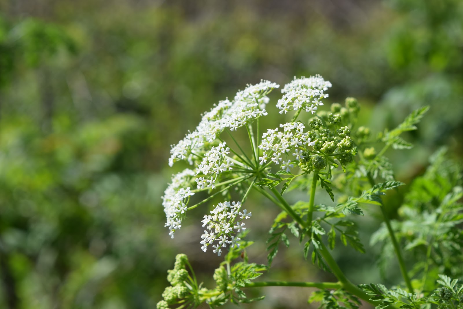 My Own World: Conium maculatum (Poison Hemlock/Hemlock Beracun) My Own World: Conium maculatum (Poison Hemlock/Hemlock Beracun)