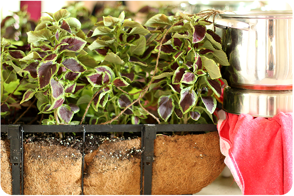 Keeping My Cents ¢¢¢ How to Keep Your Plants Alive While