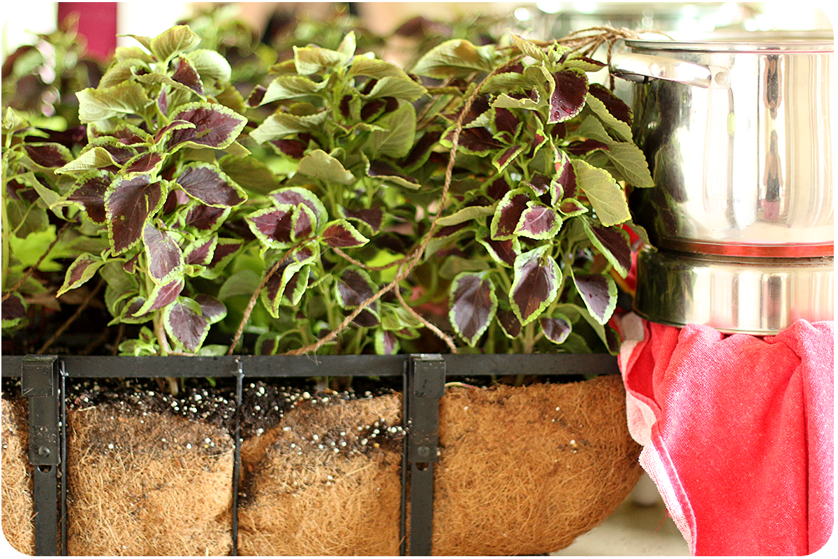 Keeping My Cents ¢¢¢ How to Keep Your Plants Alive While Away on Vacation