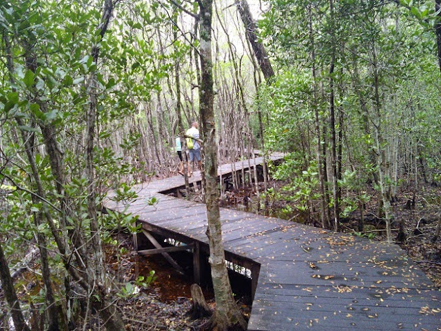 hutan mangrove Karimun