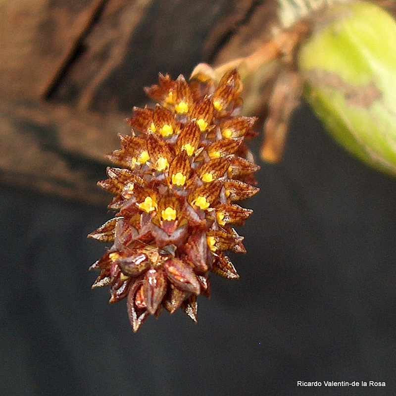 Ricardo's Blog, Bulbophyllum tricornoides Seidenfaden (1979)