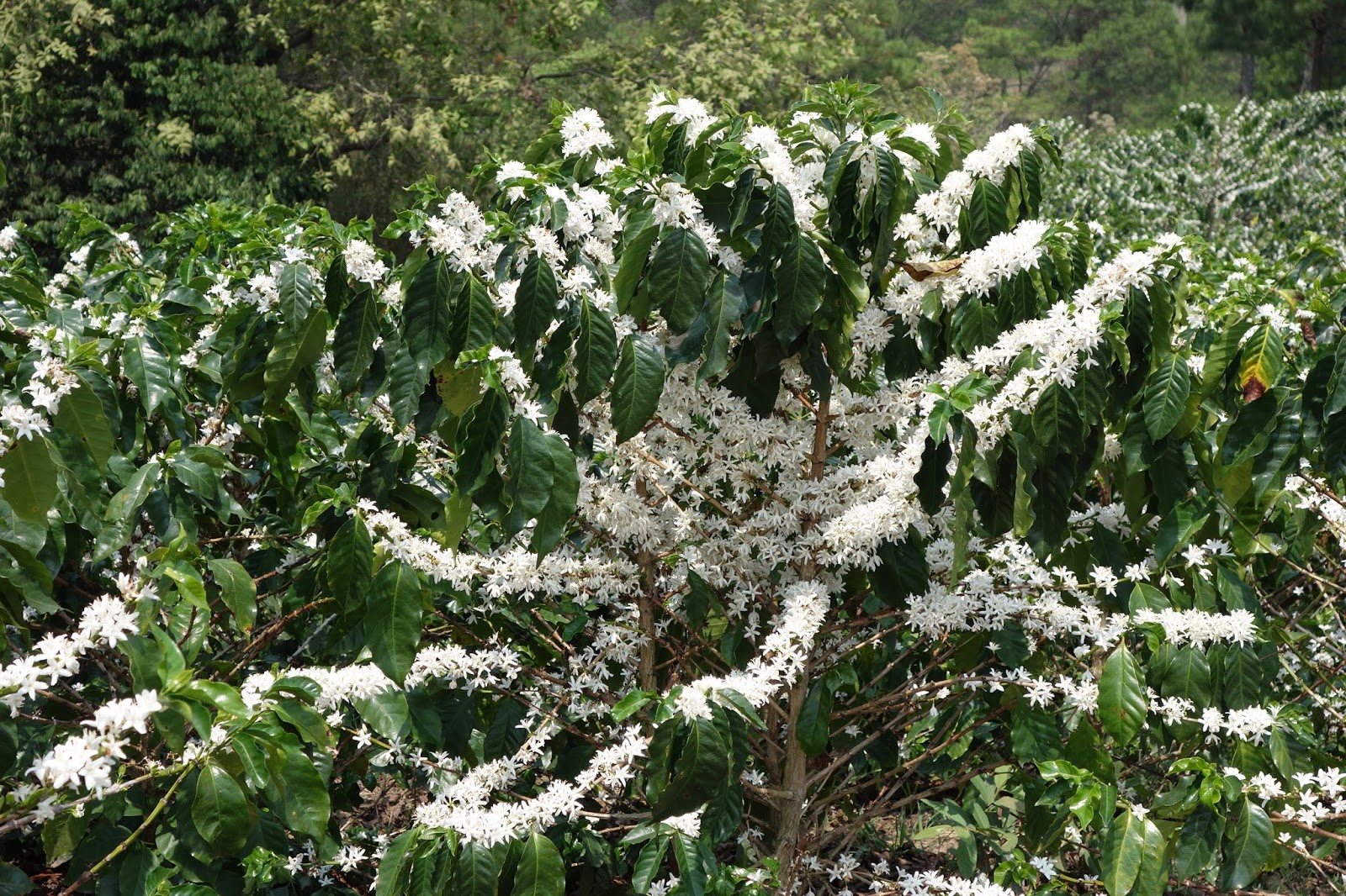 Hermano Juancito: The smell of coffee (flowers) in the air.