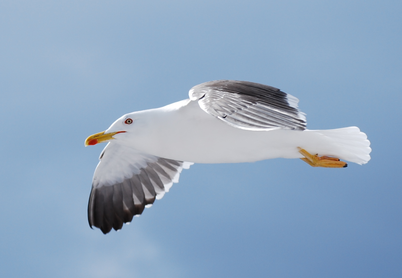 mamas kram: Möwen über dem Oslofjord